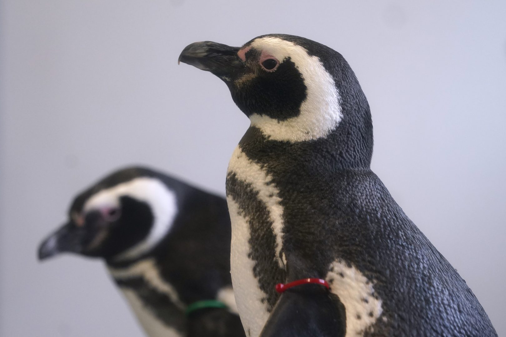 Пингвини и видри в японски аквариум