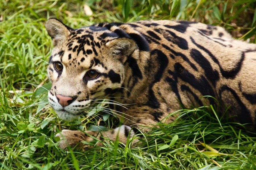 Рядък вид леопард избяга от зоопарка в Далас