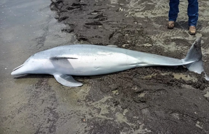 $20 000 награда за убиец на делфин край Луизиана