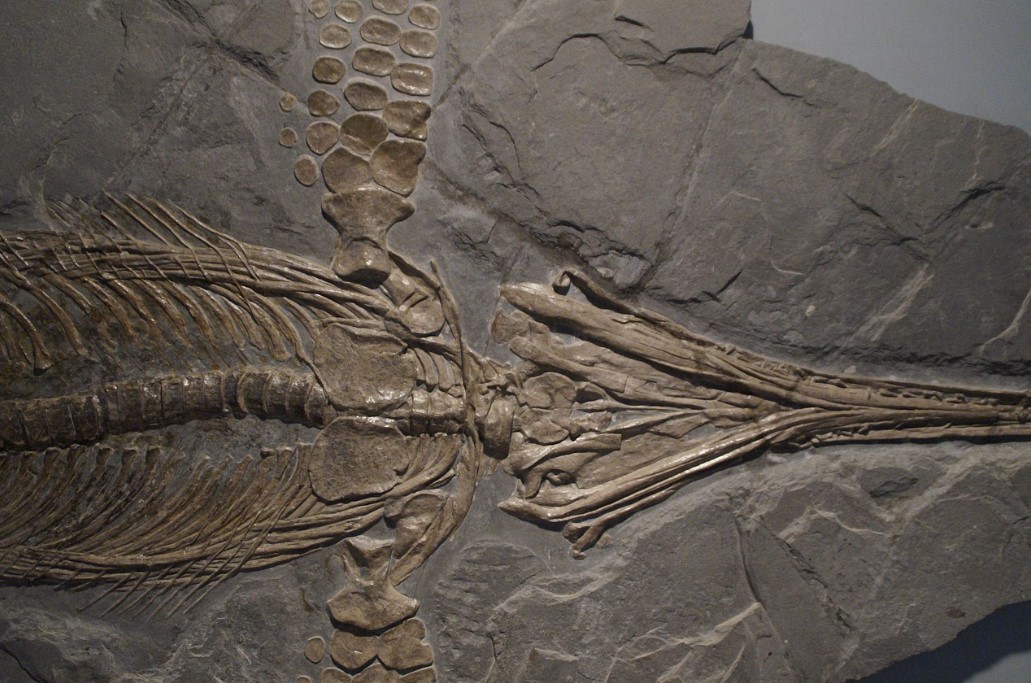 Фосил от ихтиозавър (илюстративна снимка)