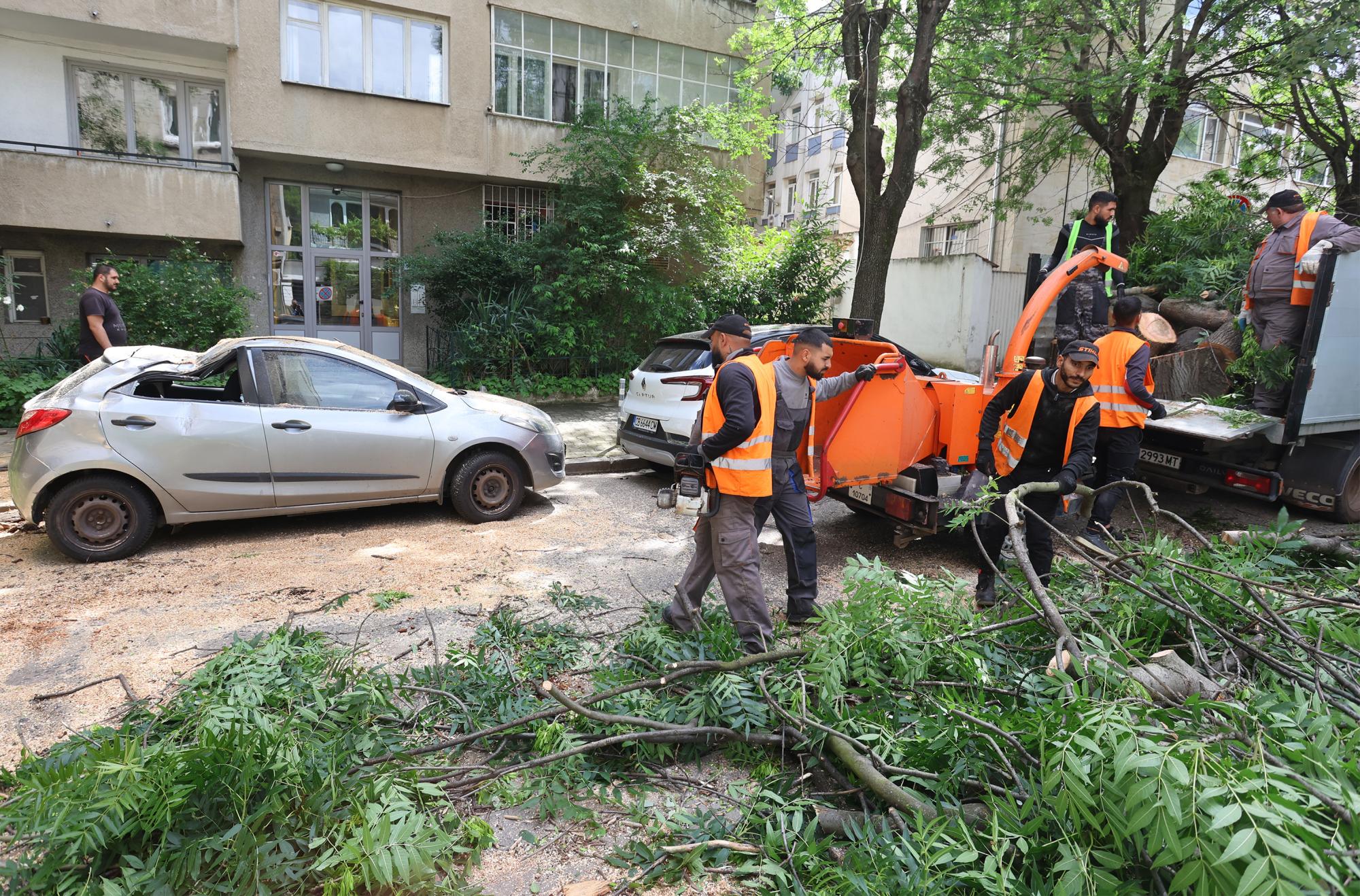 Дърво размаза кола в София