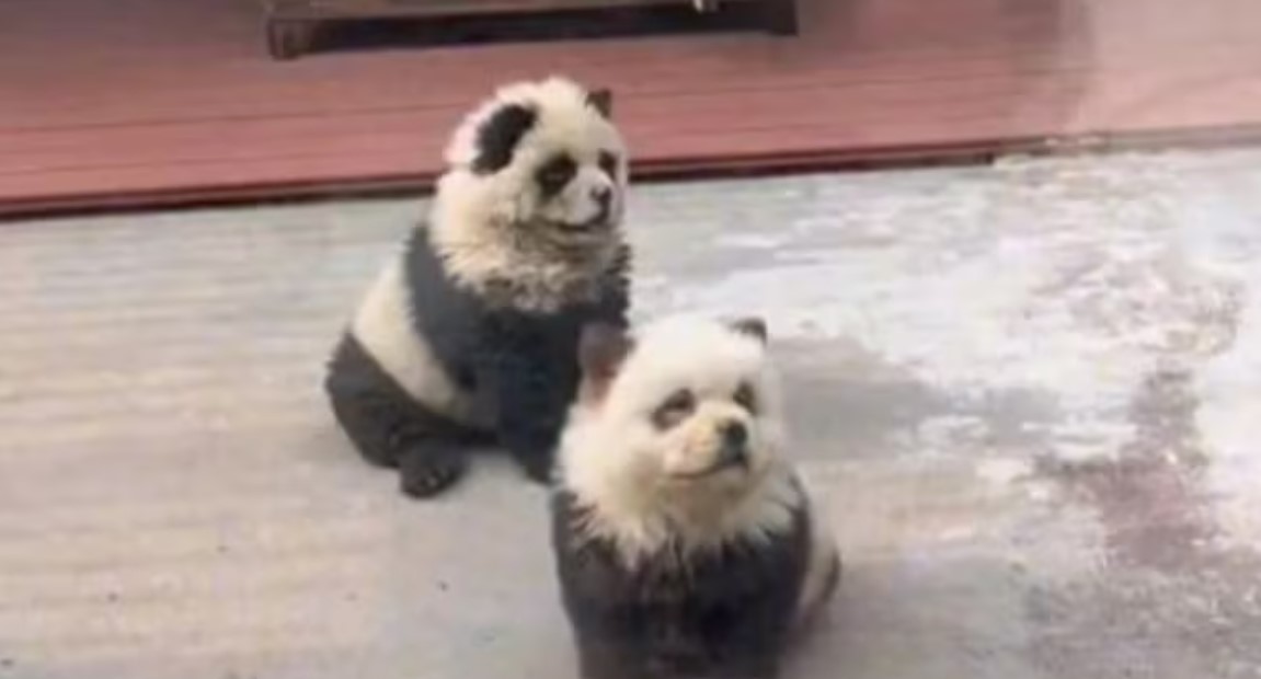 "Пандите не са това, което са": В Китай боядисаха кучета и ги представиха за редките мечки (ВИДЕО)