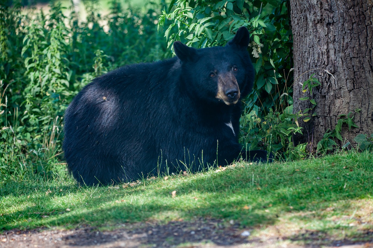 Първи случай в Калифорния: Черна мечка уби жена в Сиера Невада