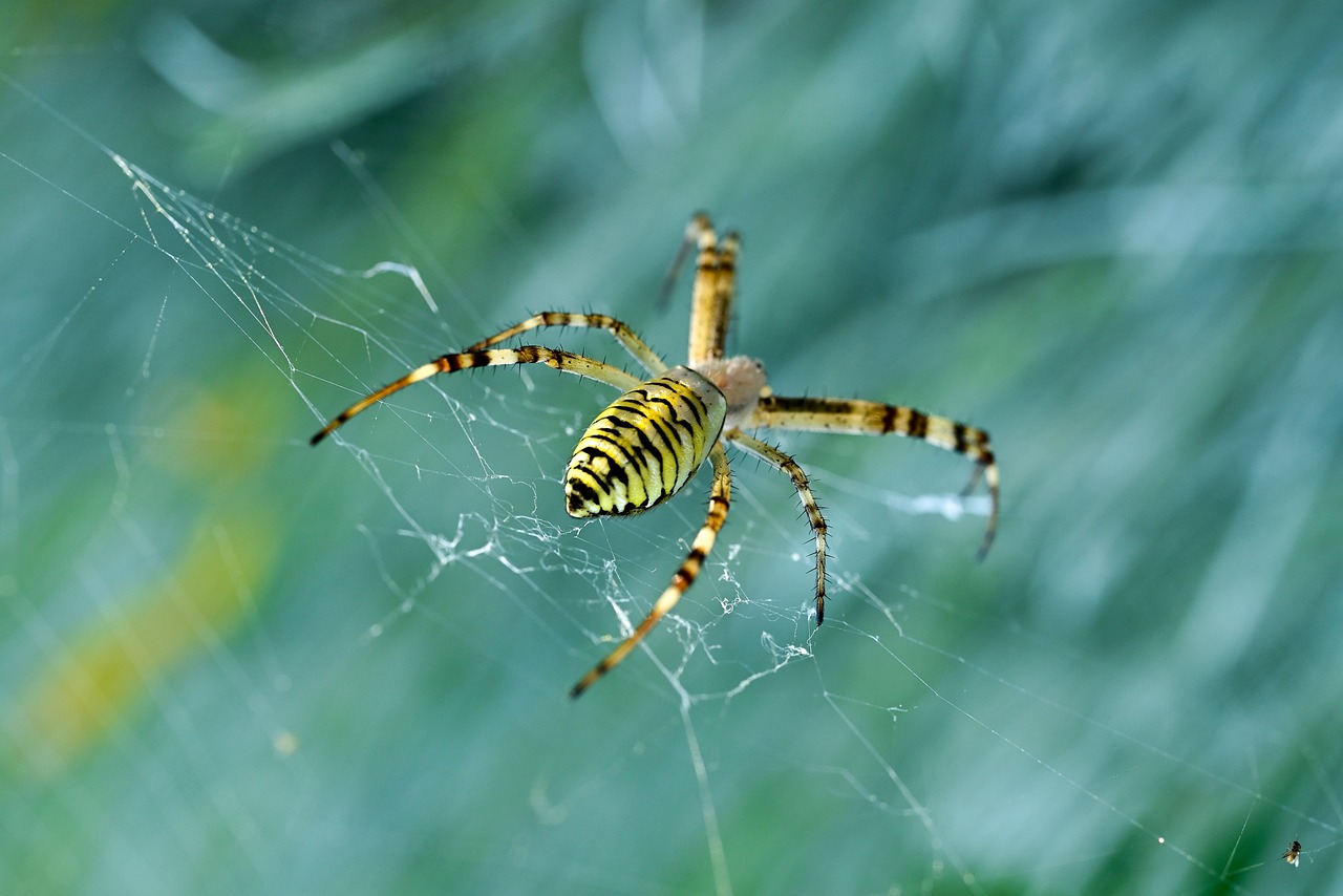 Отровни летящи паяци с 10-сантиметрови крака нападат САЩ
