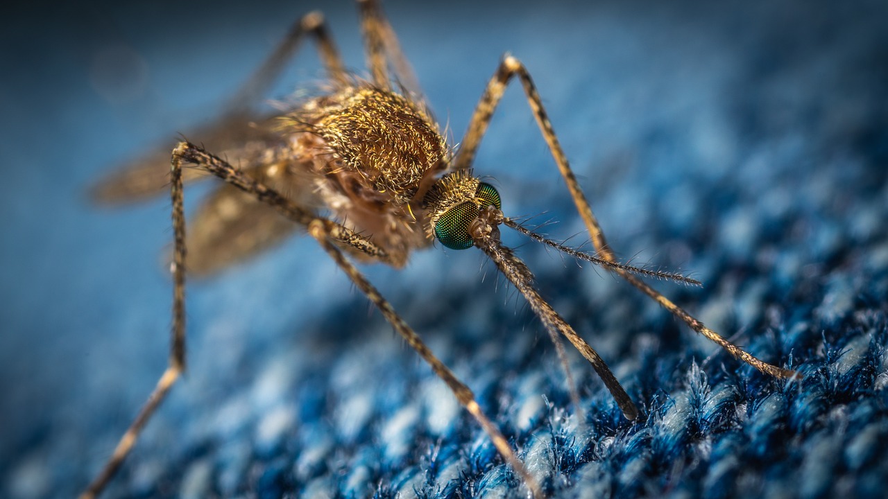 "Дека, зика и чикунгуня" - тигрови комари атакуват България