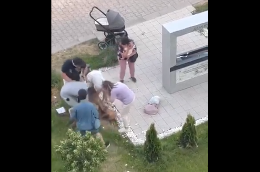 Питбул събори количка с бебе в София. Уби и малко кученце