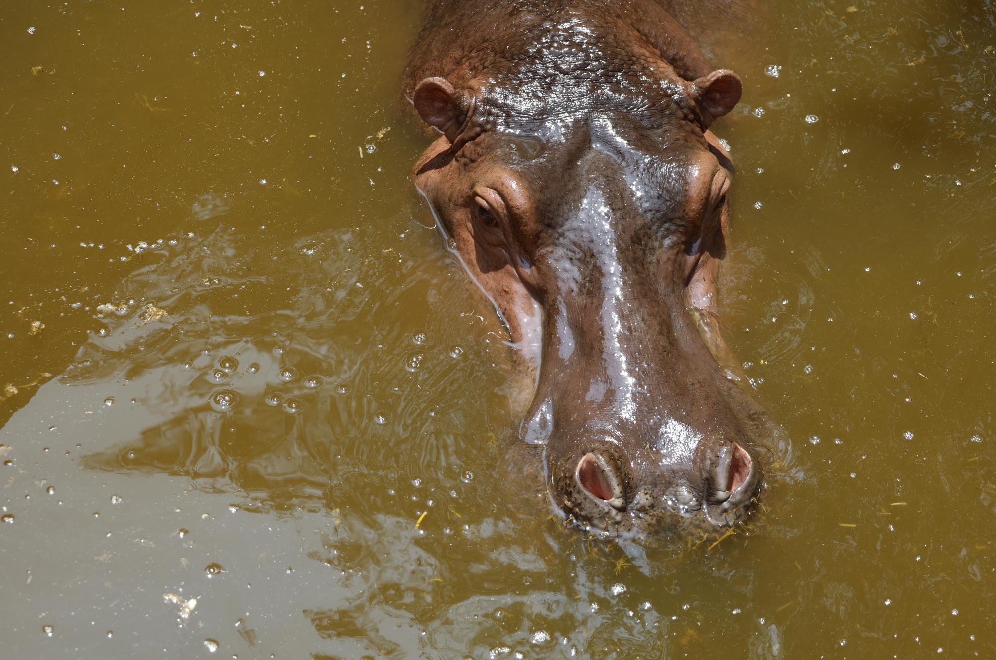 "Кокаиновите" хипопотами на Пабло Ескобар превземат Колумбия. Очаква се да станат 1400