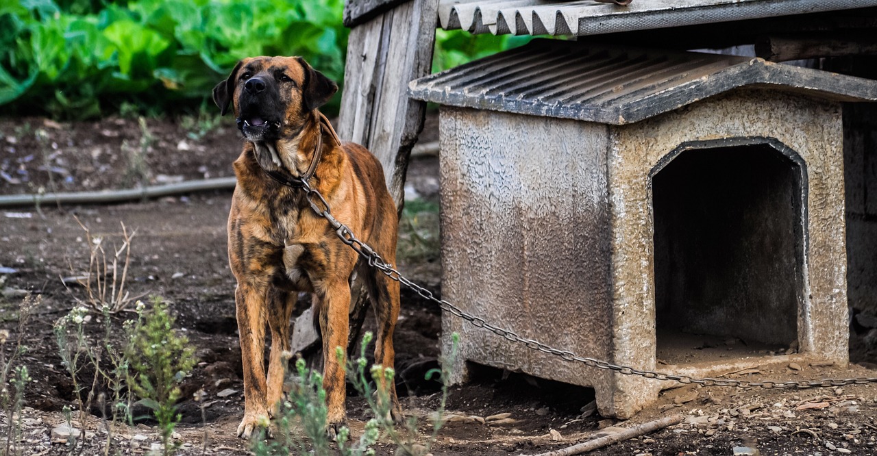 "Американски гангстер", но в Русе - мъж крие дрога за половин милион в кучешка колиба (СНИМКИ)