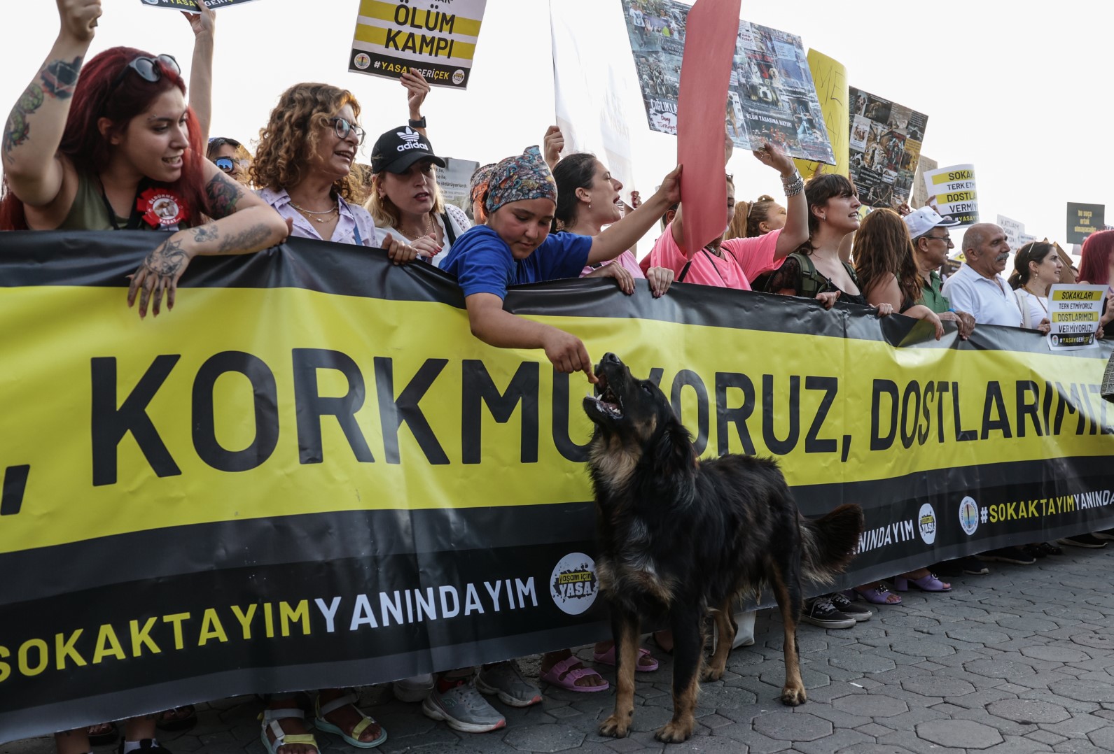Активисти срещу новия проектозакон хранят бездомно куче по време на протест