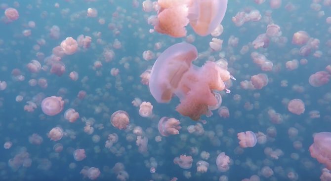 Необичайно езеро в Палау е пълно с медузи вегетарианци